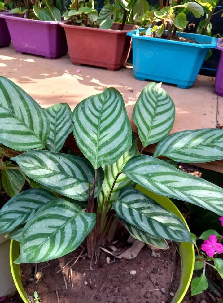 شارع ابن سينا الرياض