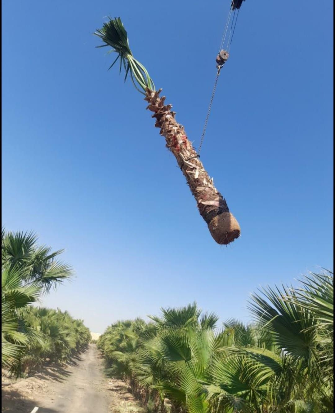 نخل واشنطني وعربي مثمر