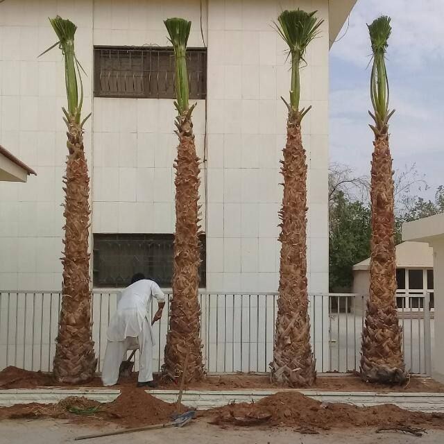 يوجد لدينا نخيل عربي وشنطن ورش مبيد حشرات واعمال الشبوك