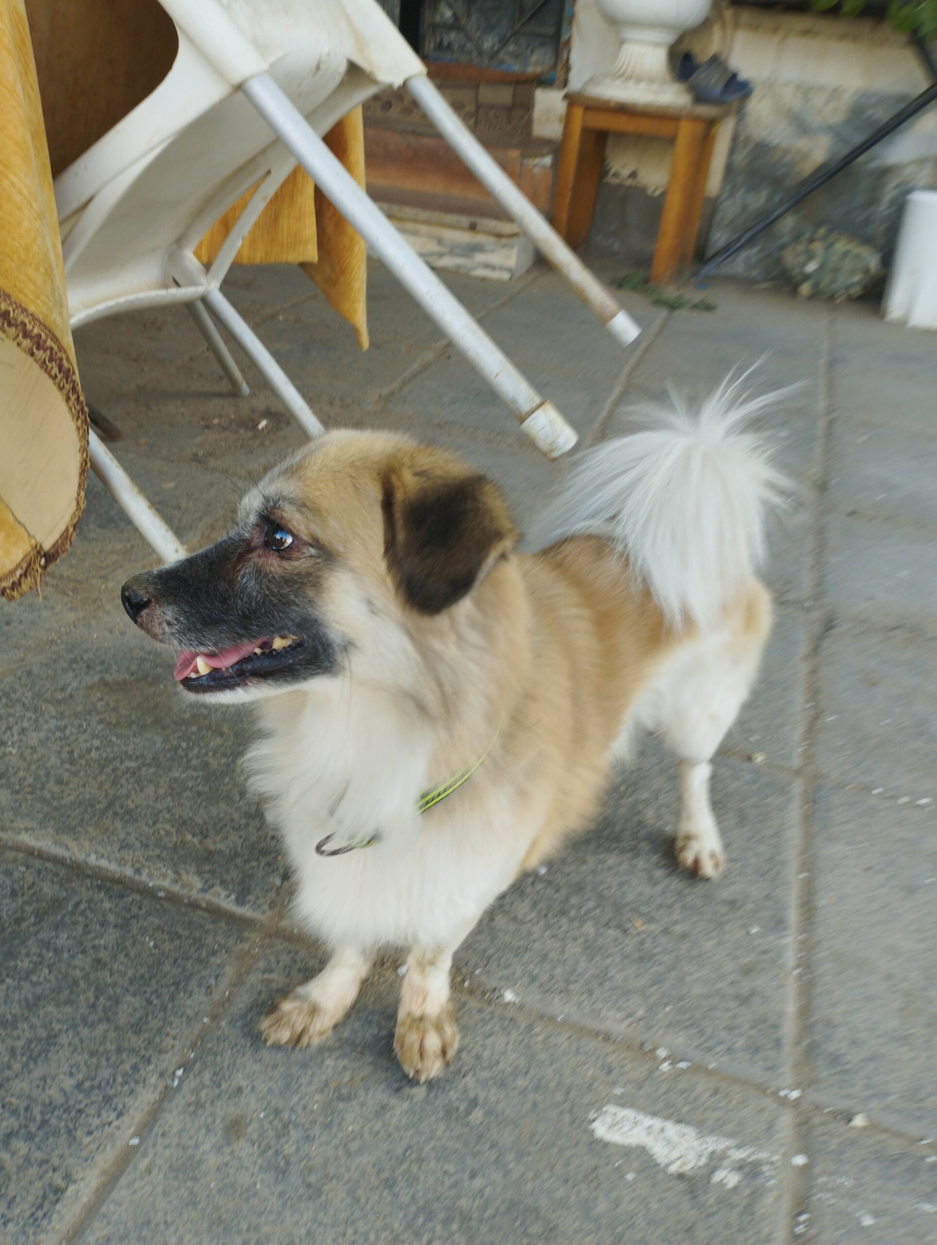 كلب شيواوا البيع