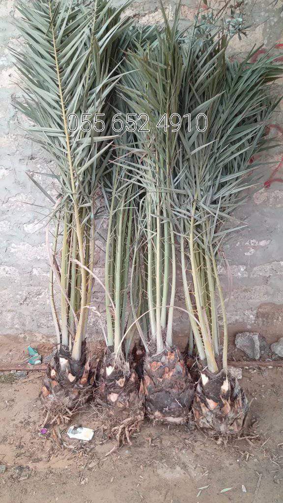 توريد نخل وتزيين وتشويك 0556524910