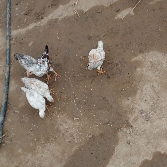 ابو دنقور غرب لفه الباحر عند جامع ابودنقور