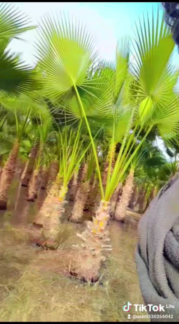 لبيع نخيل الواشنطونيا وعربي واشجار الزينه لتواصل م