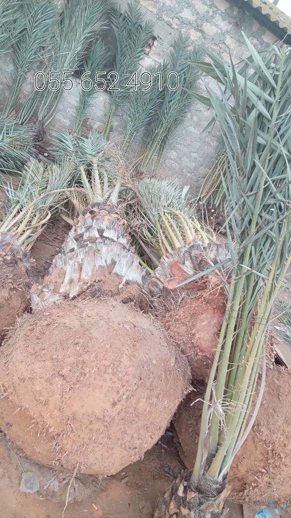 توريد نخل وتزيين وتشويك 0556524910