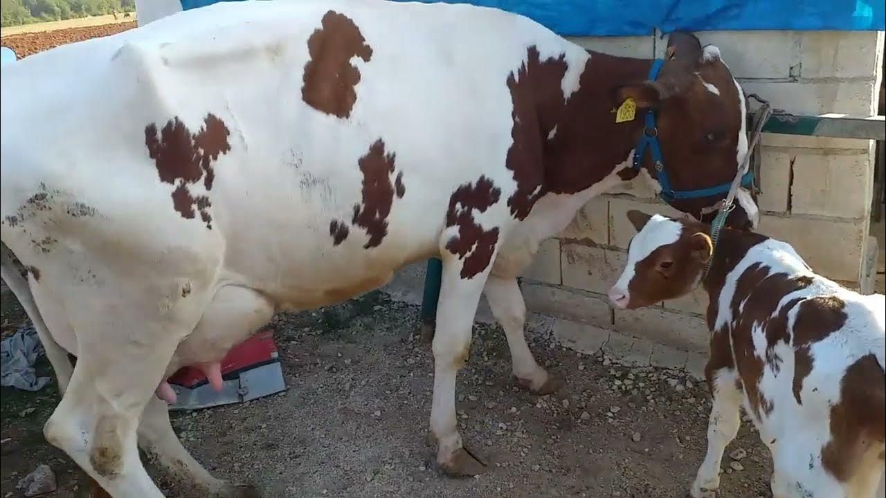 افلح من ذكر الله للبيع : بقره جر سي حق البيت على ا