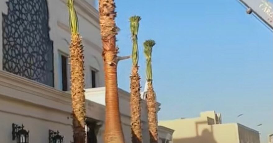 لبيع نخيل الواشنطونيا وعربي واشجار الزينه لتواصل م