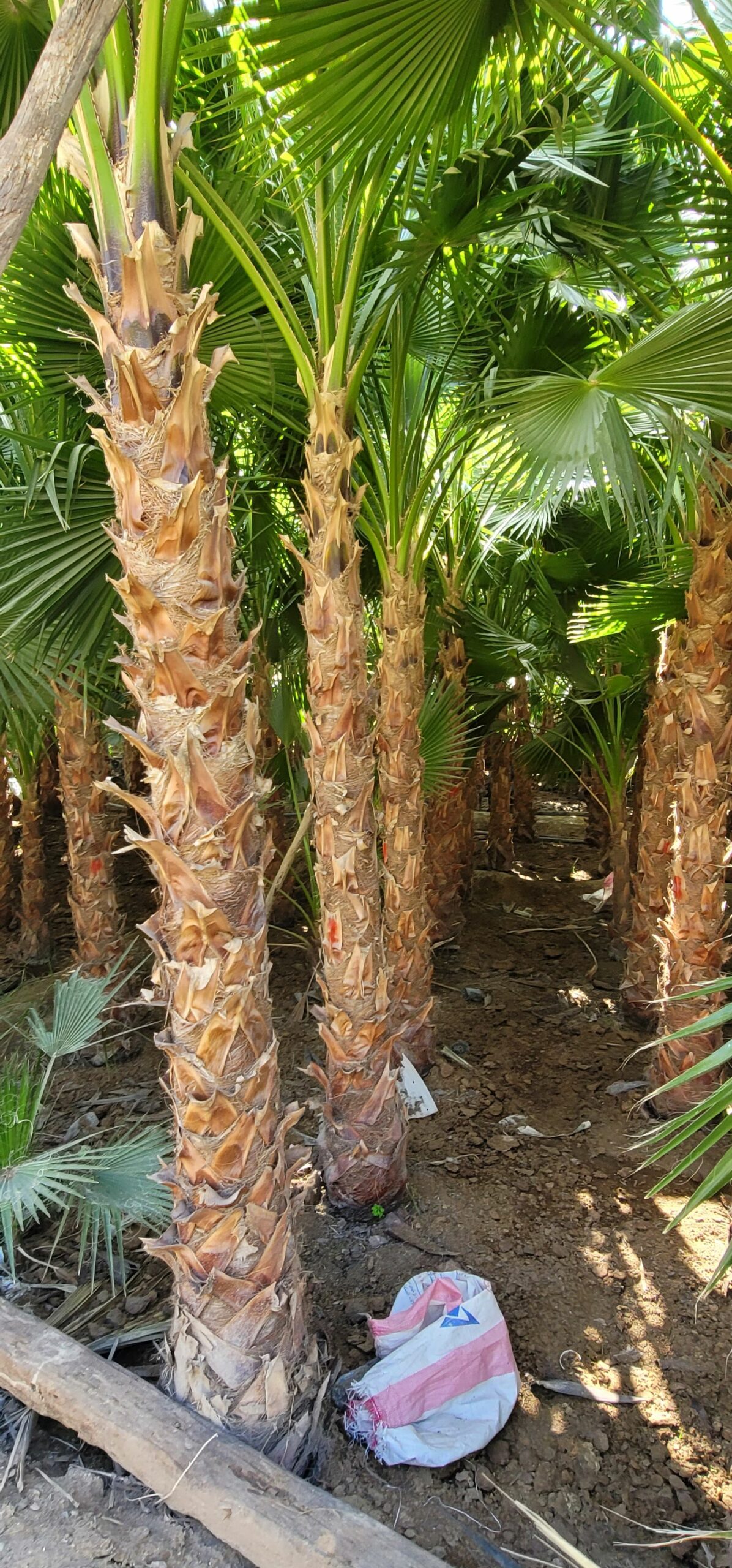 نخيل واشنطني للبيع جميع المقاسات