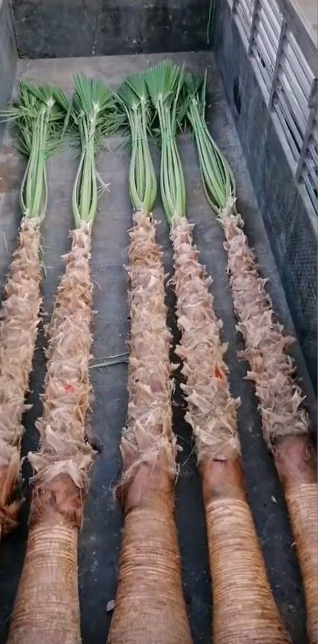 نخل واشنطونيا مروحه درجه اولا