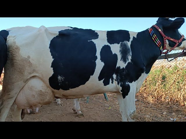 افلح من ذكر الله ابو منيرة لبيع الابقار للبيع : بق