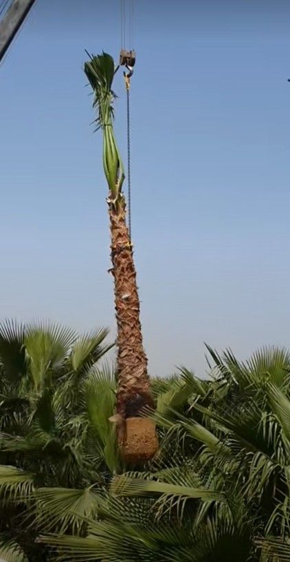 لبيع نخيل واشجار الزينه لتواصل 0530266042