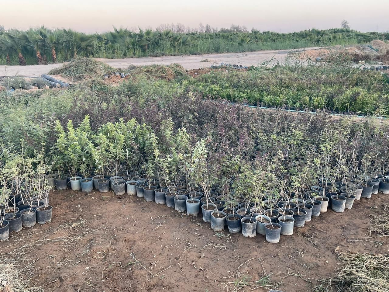 لبيع نخيل واشجار الزينه لتواصل 0530266042