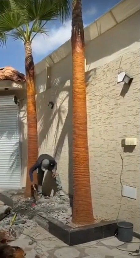 لبيع نخيل الواشنطونيا وعربي واشجار الزينه