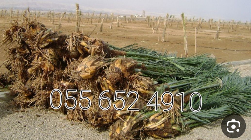 مقاول 0556524910 نخل لجميع اشغال النخل غرس تكريب و