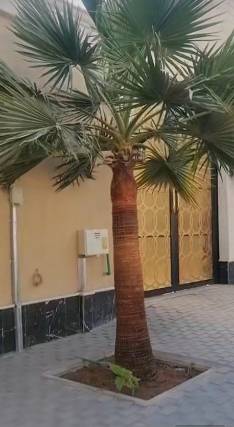 نخل واشنطونيا مروحه درجه اولا