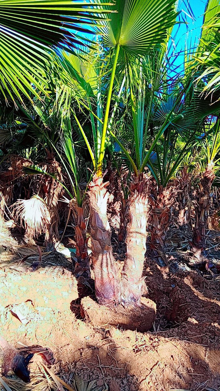 نخل واشنطني زينه للبيع توريد وزراعة