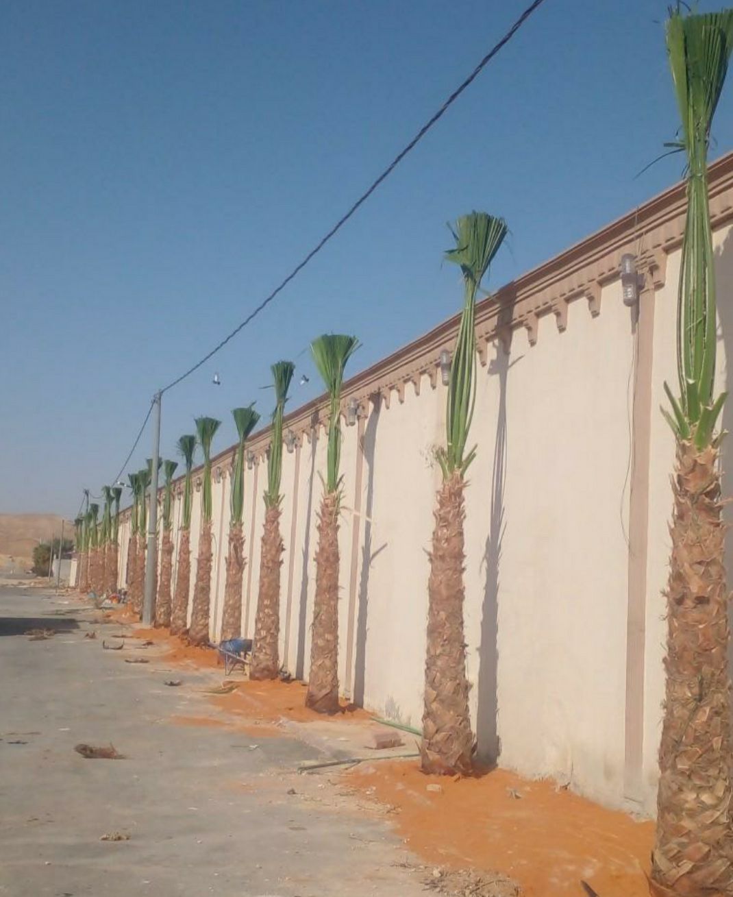 نخل واشنطني زينه أمريكي ابو مروحه