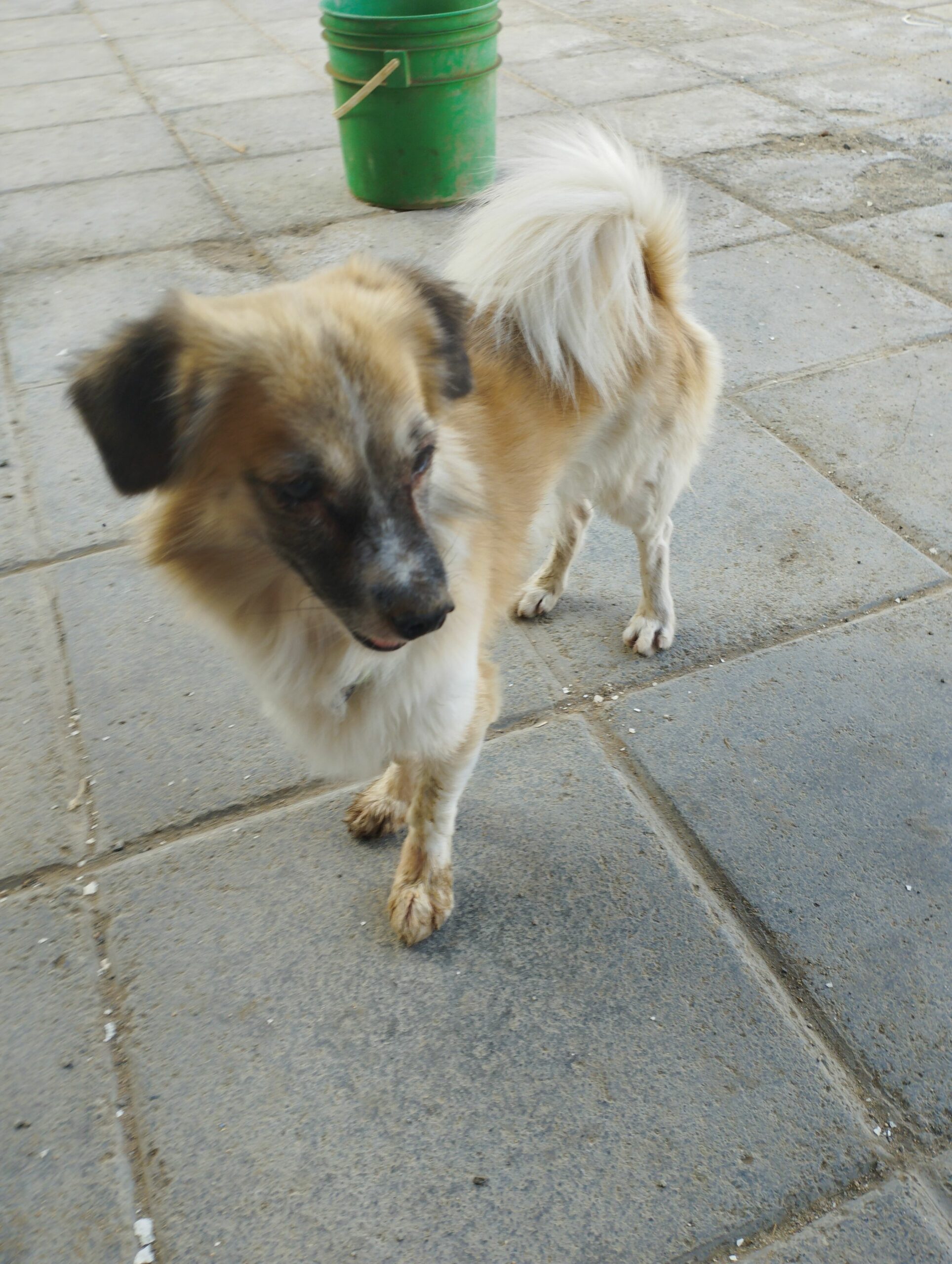 كلب شيواوا البيع