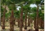 نخيل واشنطني للبيع جميع المقاسات