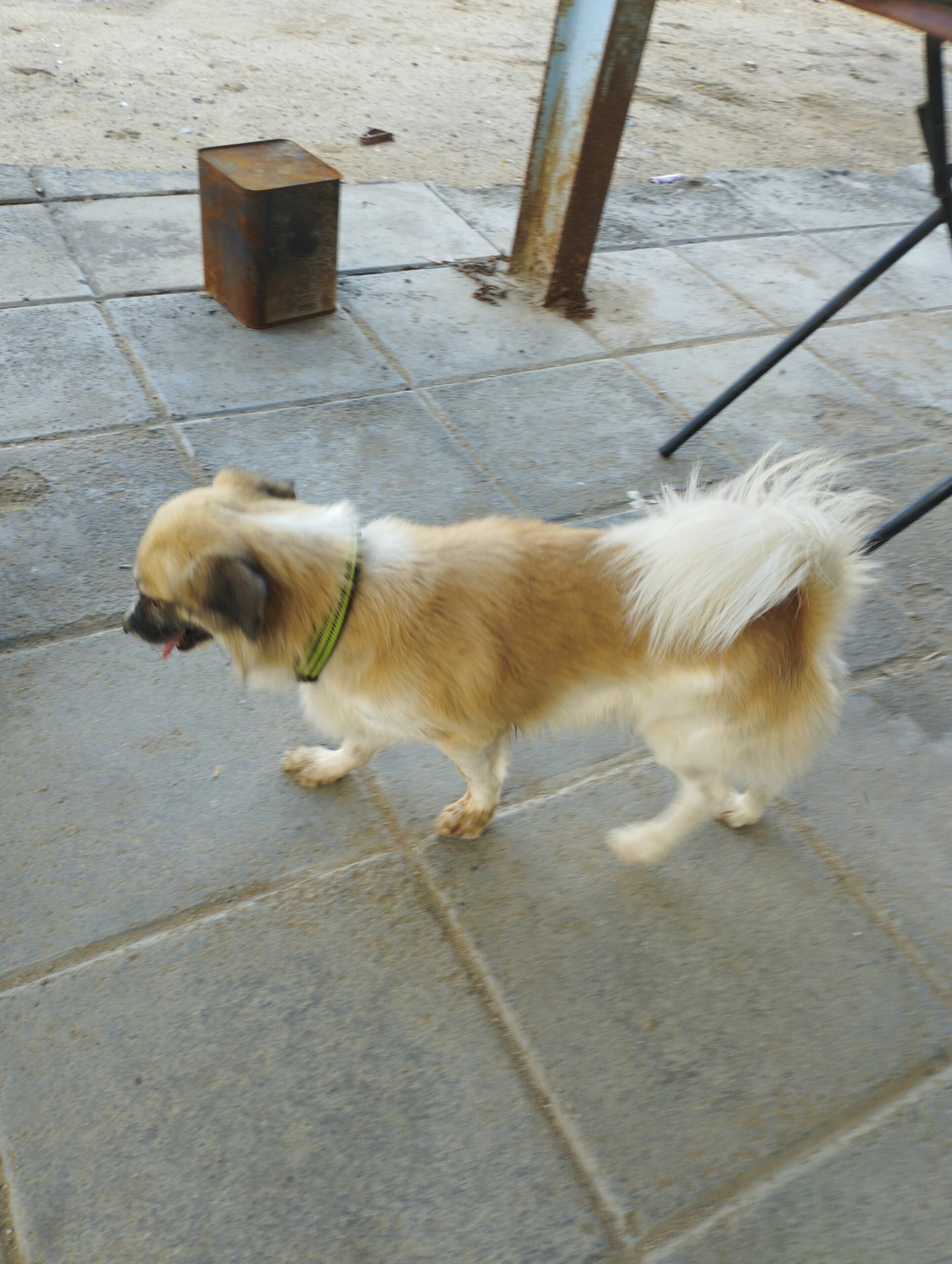 كلب شيواوا البيع