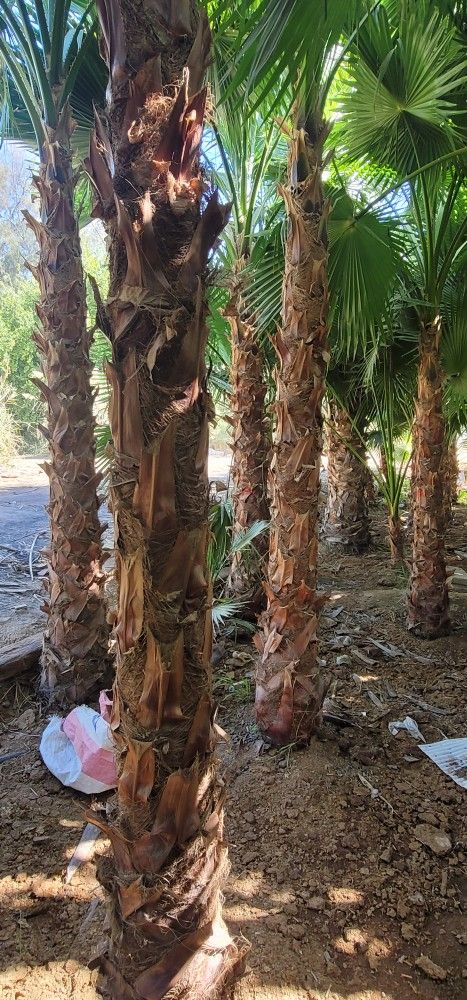 نخيل واشنطني للبيع 0570680737