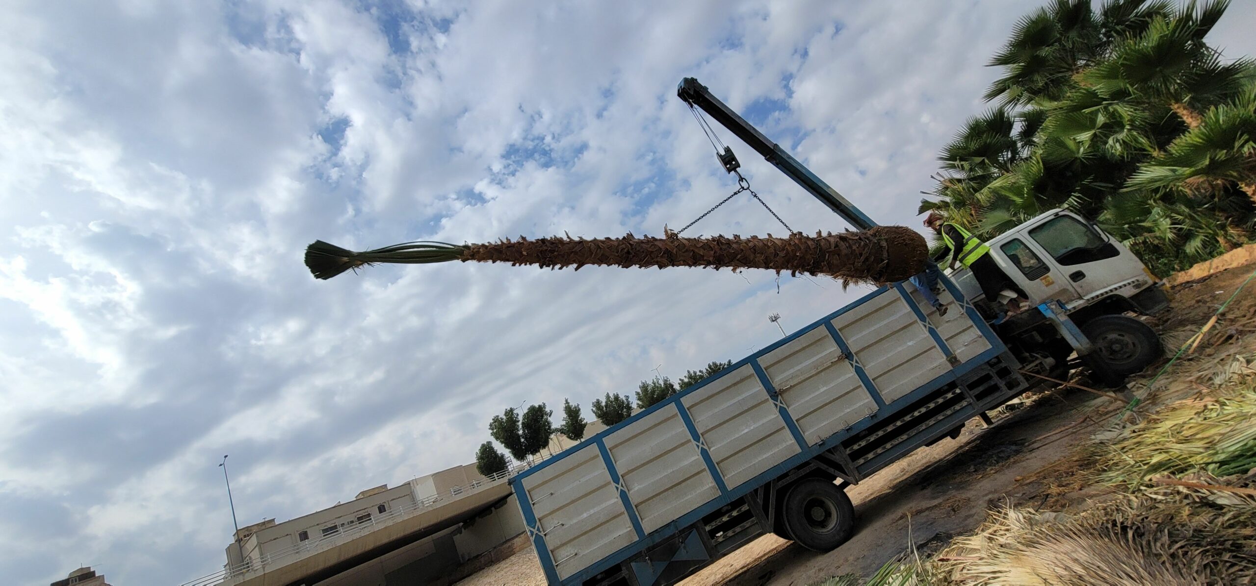 نخيل واشنطني للبيع وتوريد وزراعه