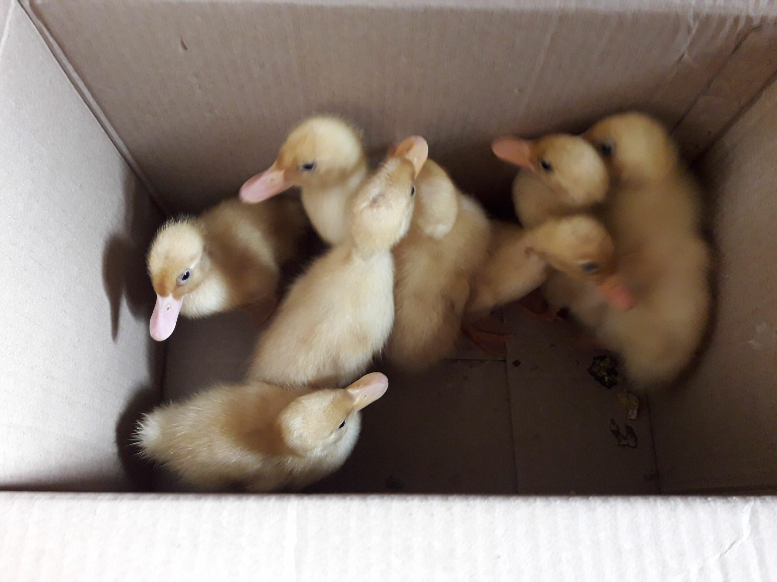 تبوك طريق المدينه