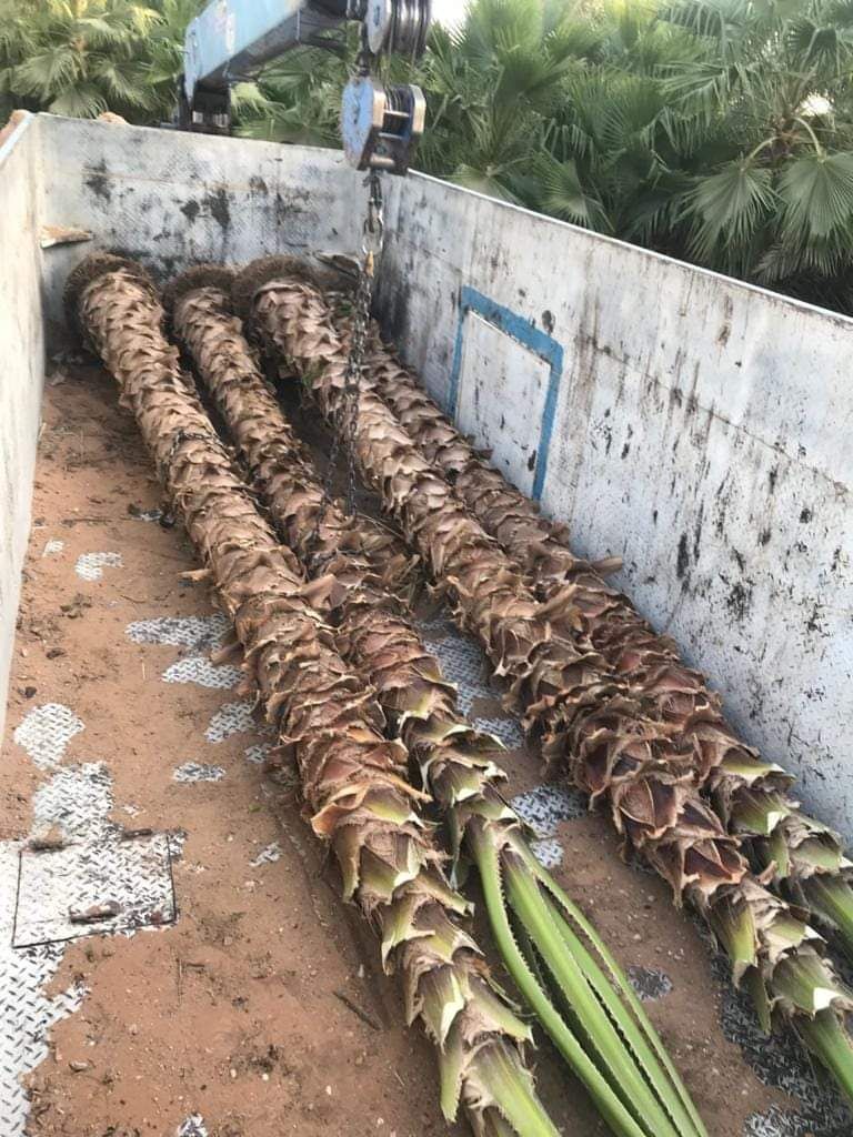 لشبوك وزراعة النخيل