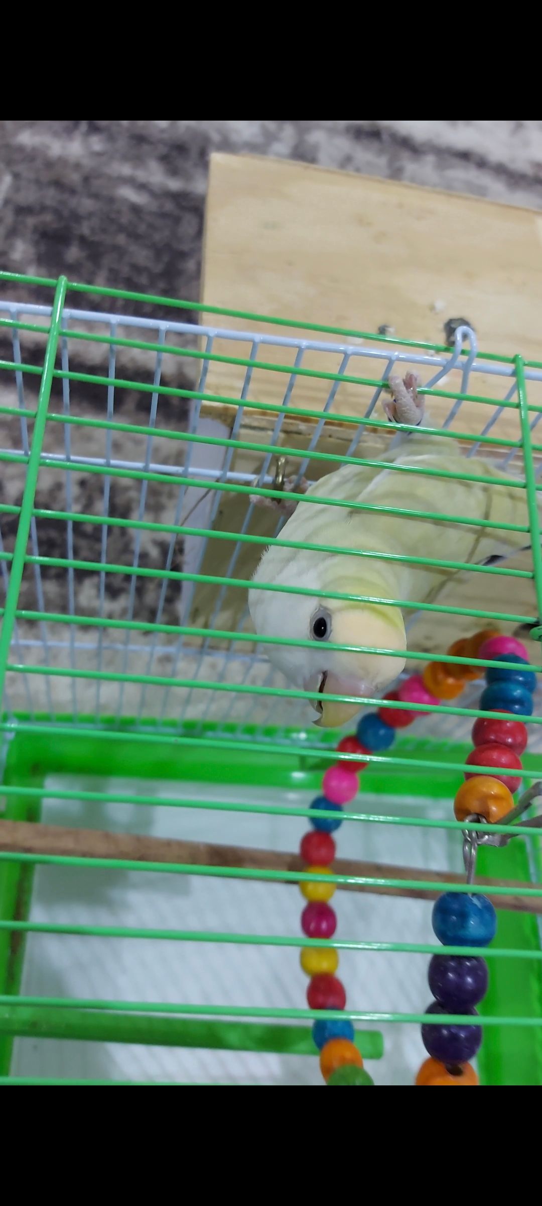 زوج روز منتج