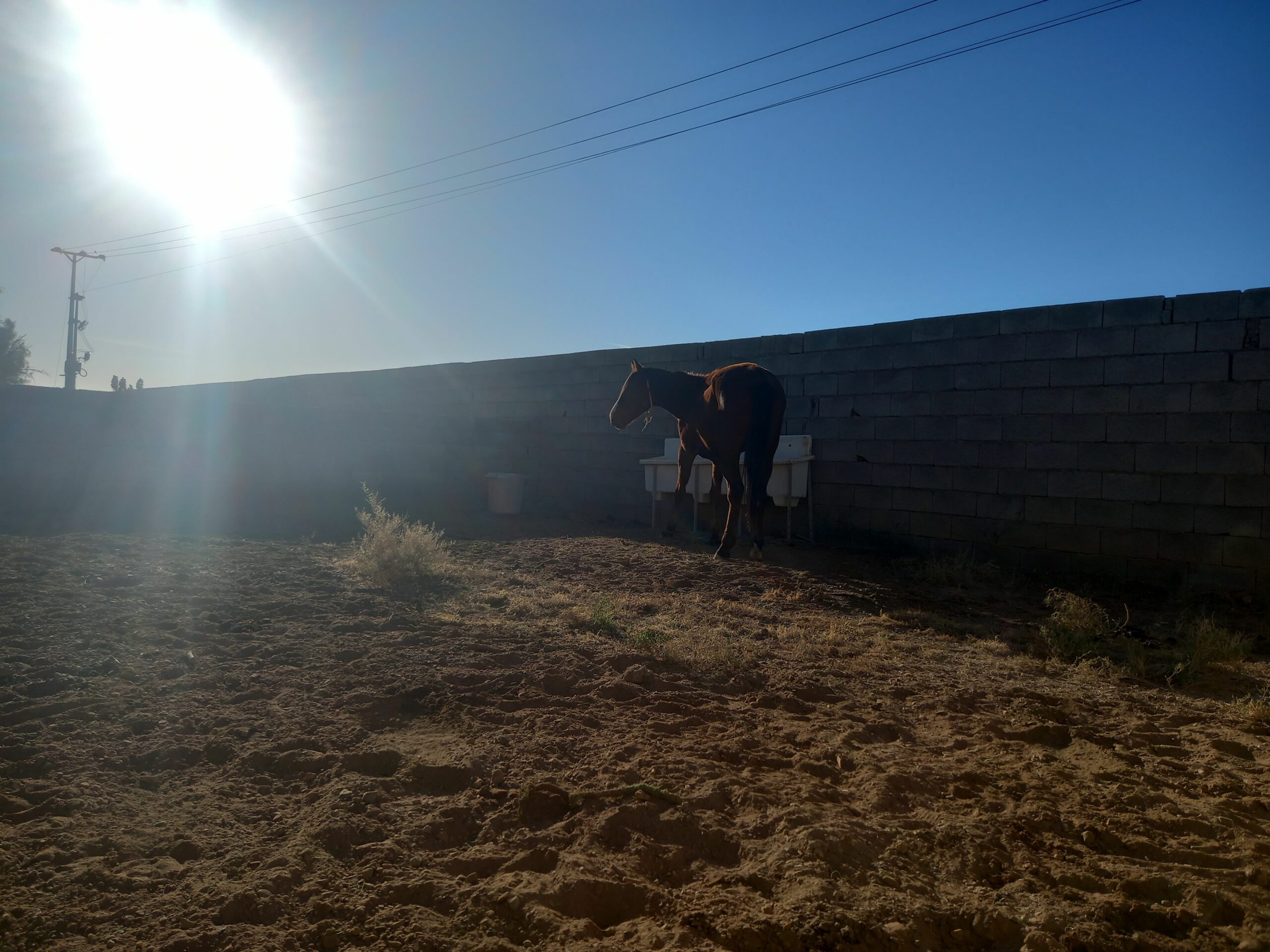 المدينة المنورة الضميرية