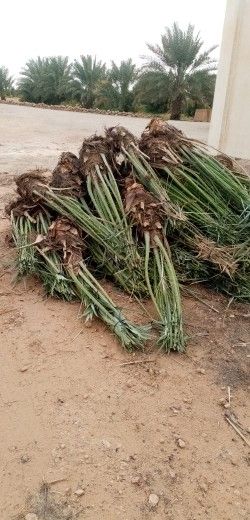 نخل للبيع مع التوصيل والزراعه في أنحاء مناطق الممل