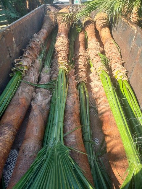 نخل للبيع مع التوصيل والزراعه في أنحاء مناطق الممل