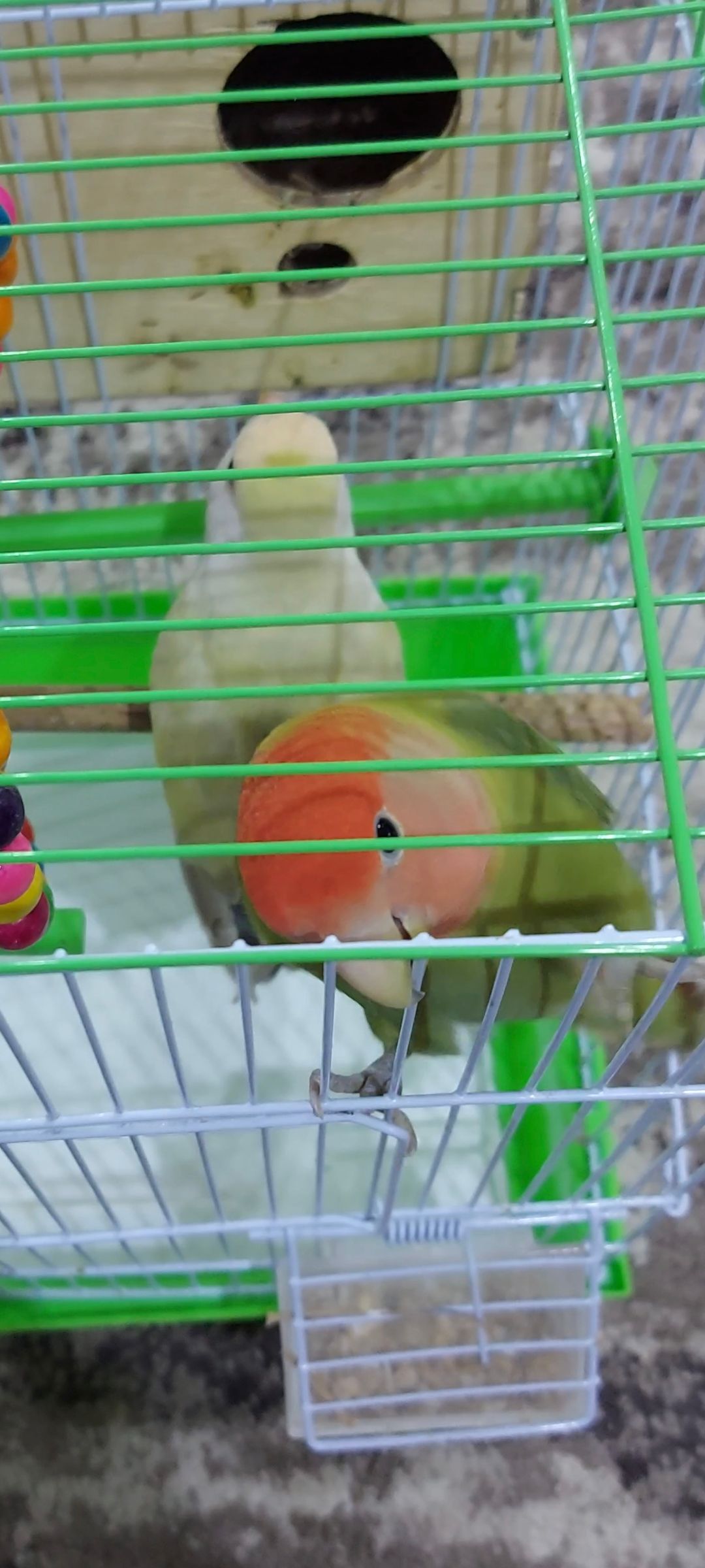 زوج روز منتج