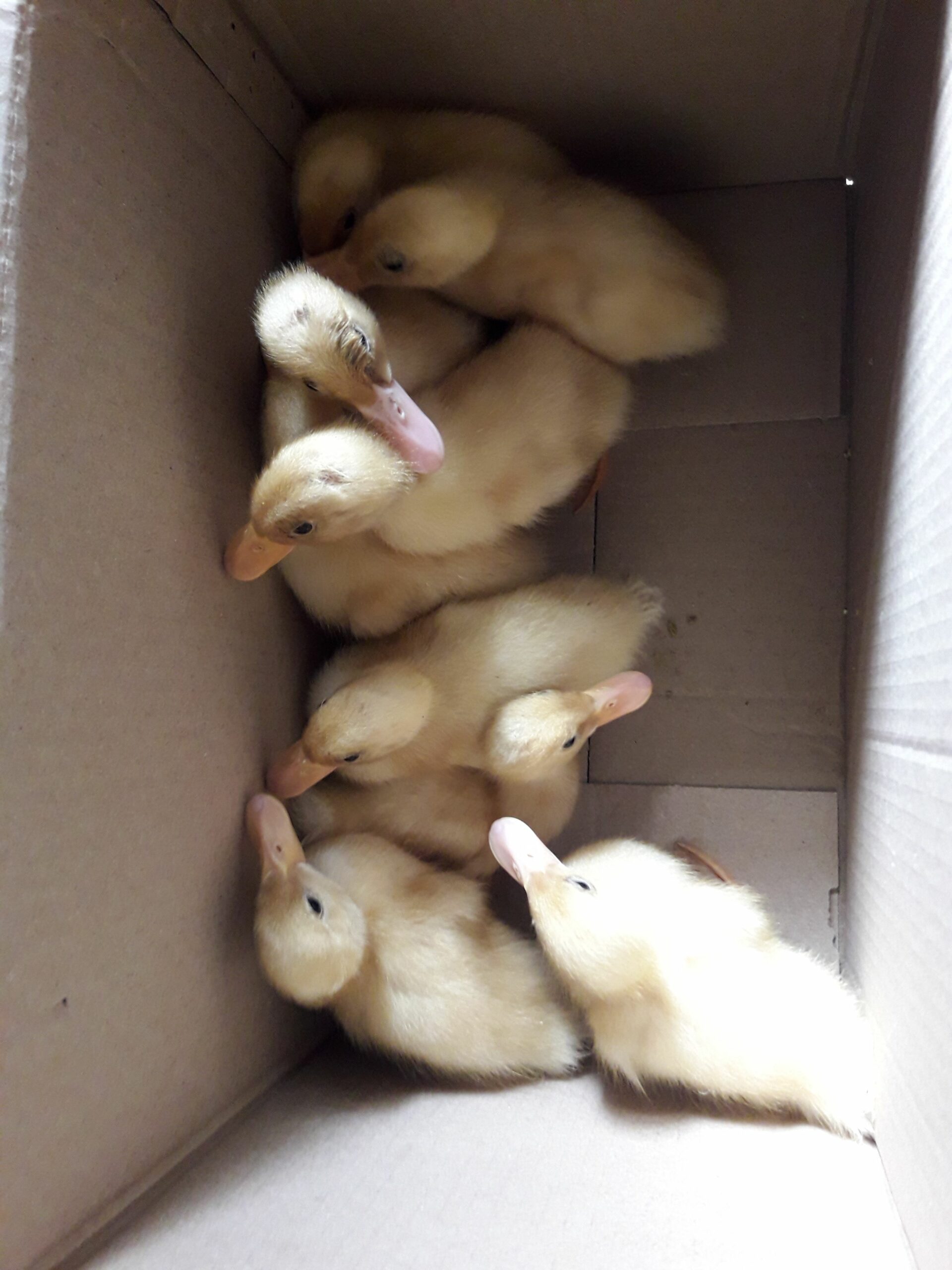 تبوك طريق المدينه