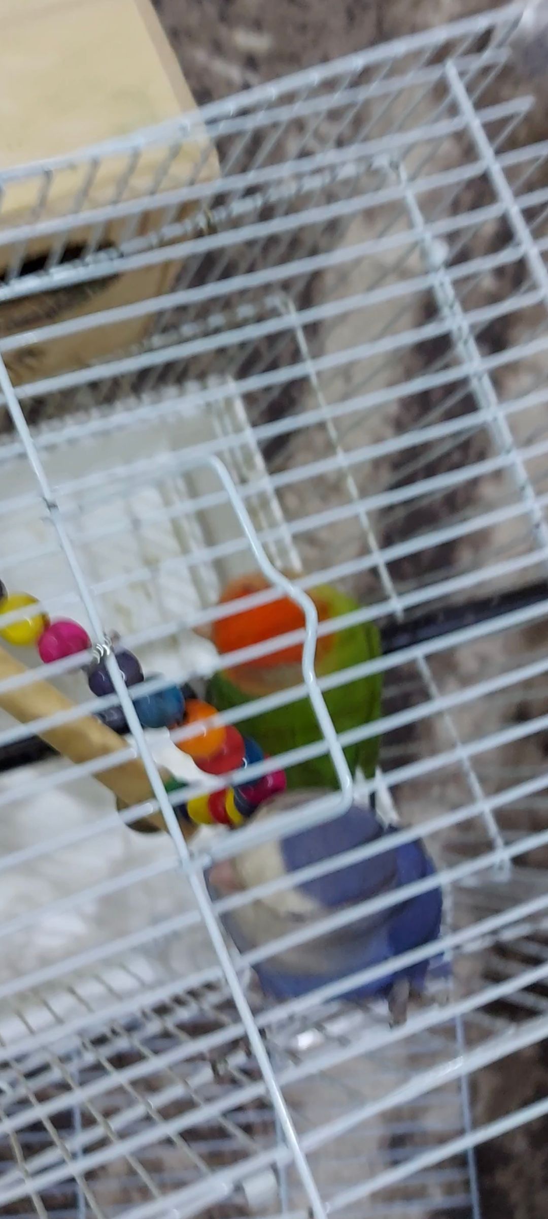 زوج روز منتج