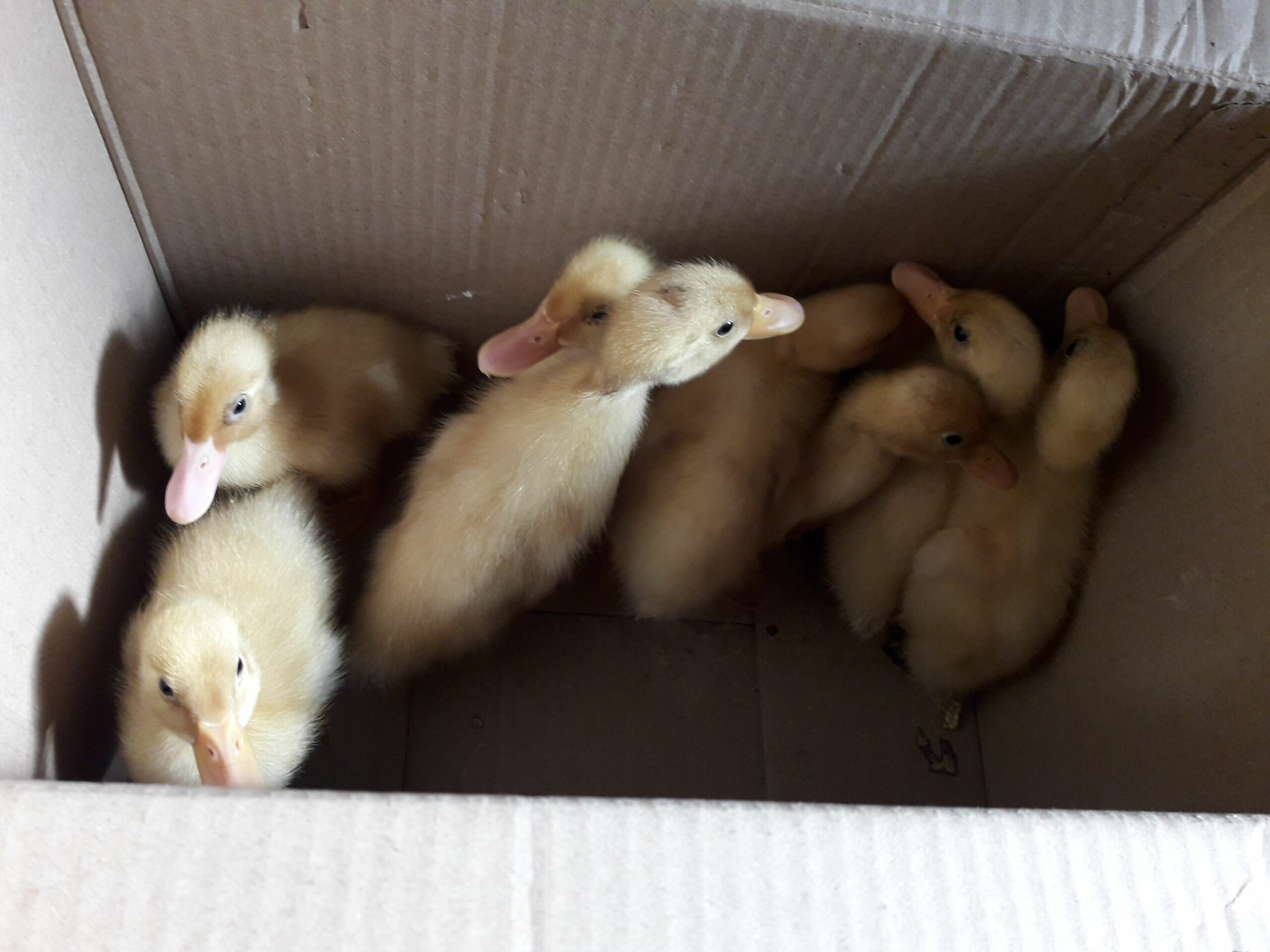 تبوك طريق المدينه