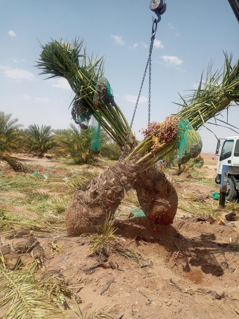 نخل للبيع مثمر