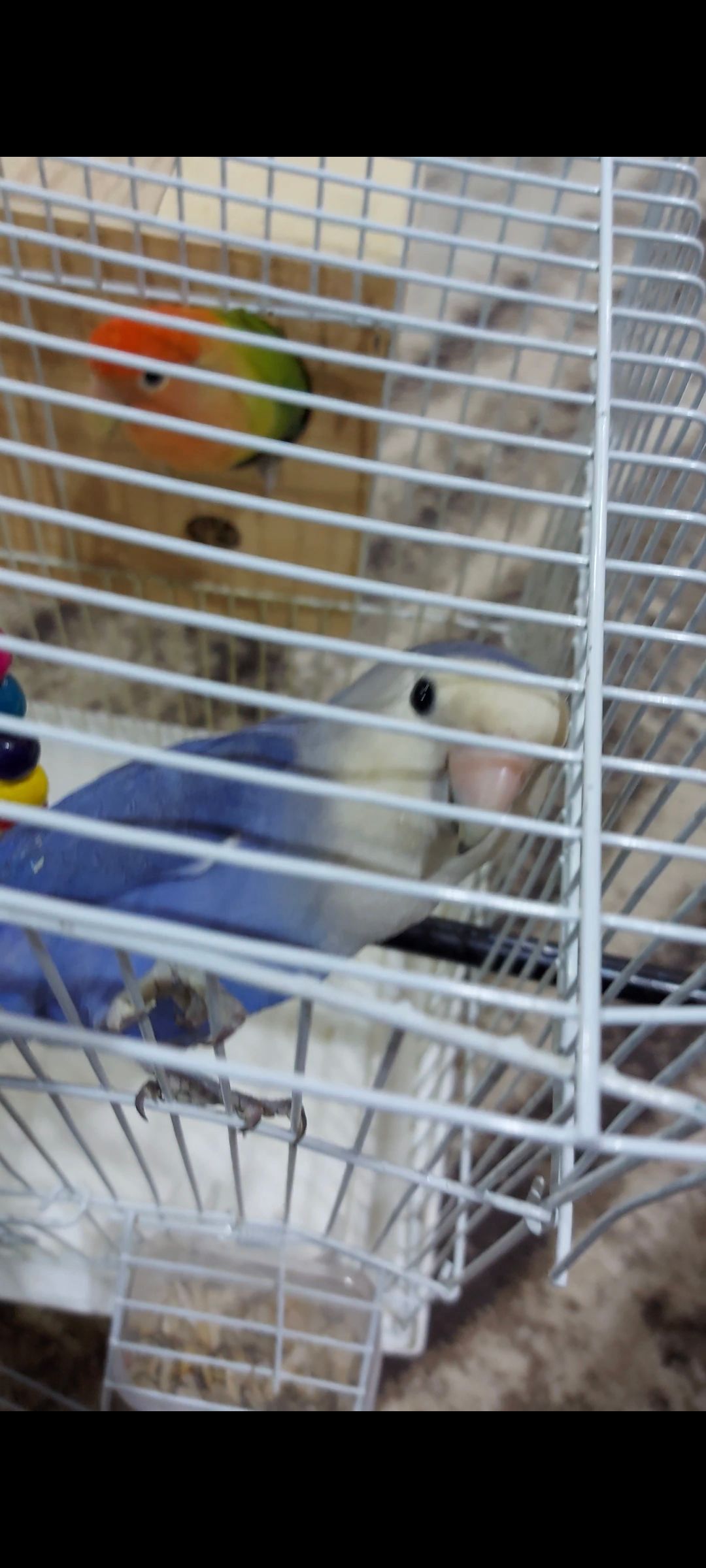 زوج روز منتج