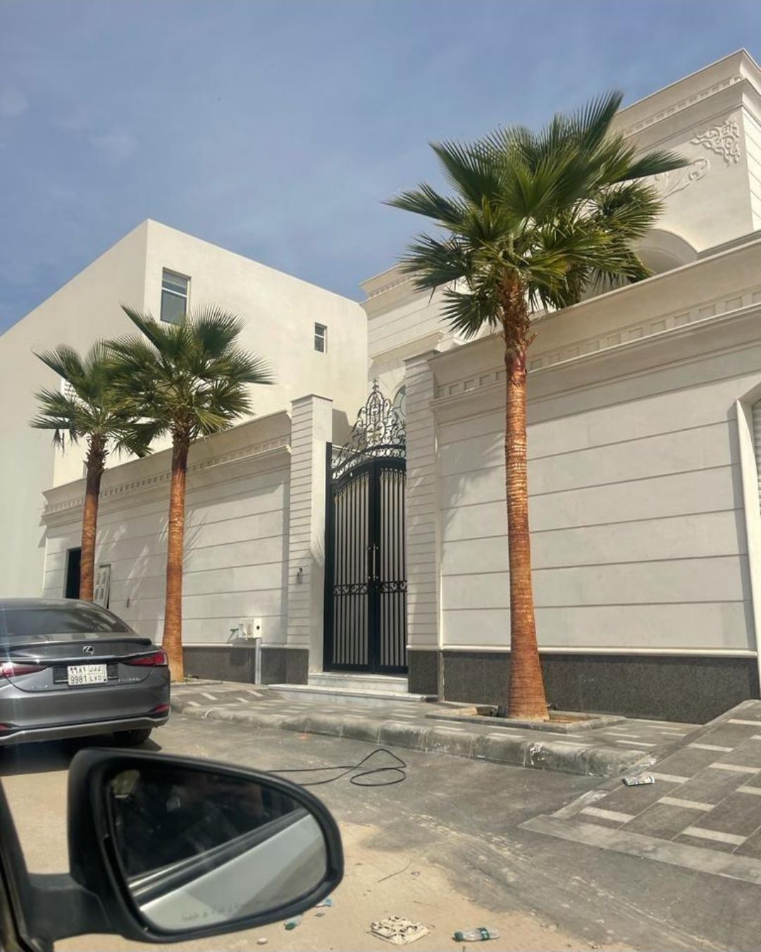 نخيل واشنطونيا أمريكي زينه لتواصل 0530266042