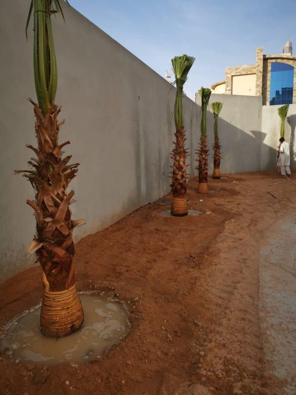 ابو حسين لزراعه النخيل العربي والوشنطي واعمال الشب