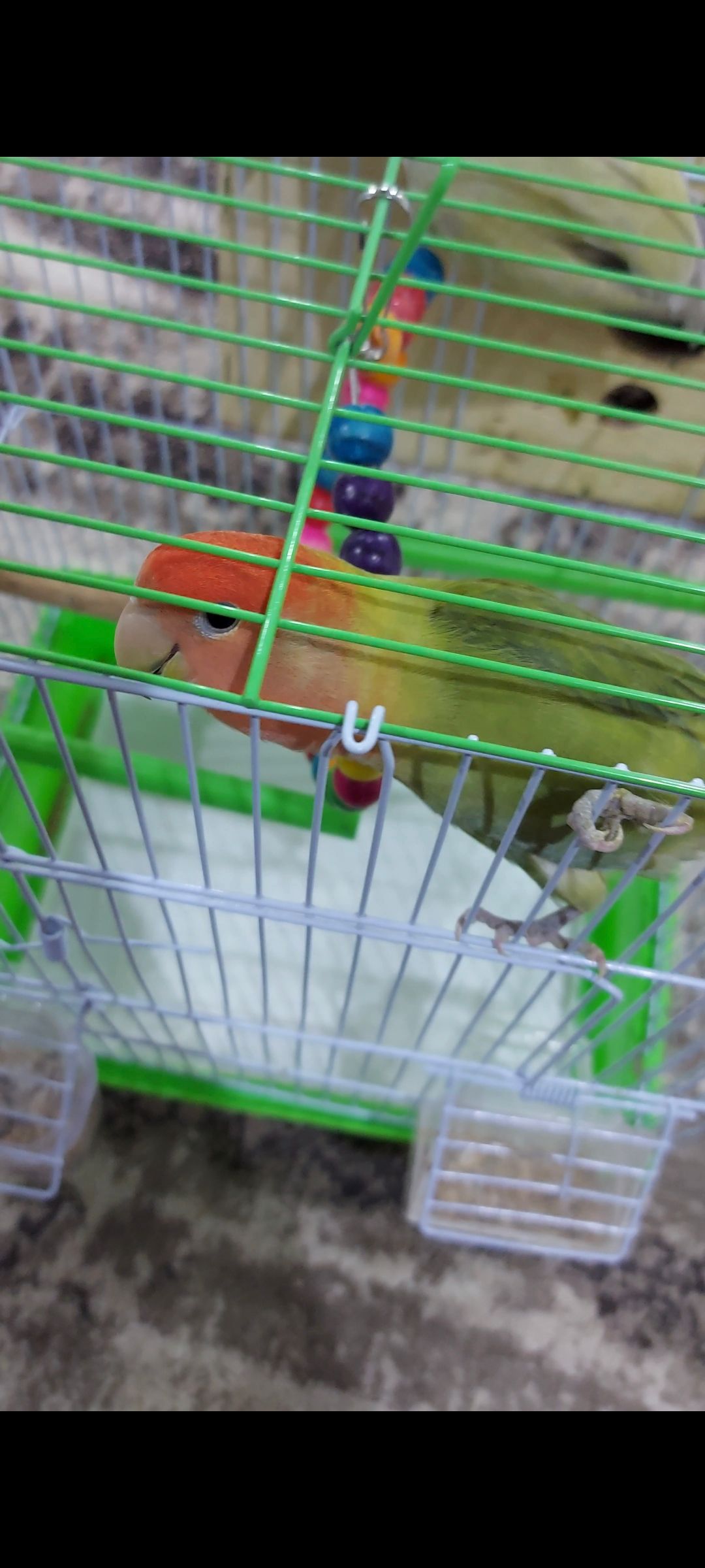 زوج روز منتج