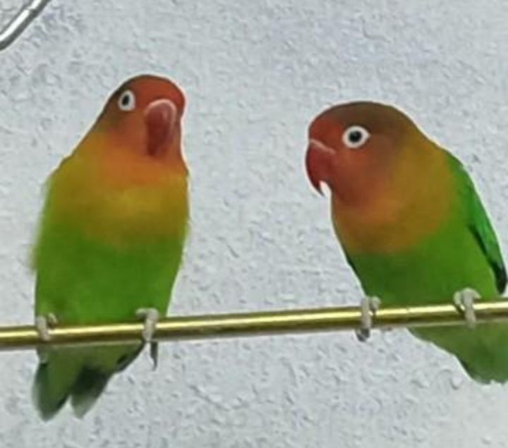 زوج فيشر إليف صحه ممتازه