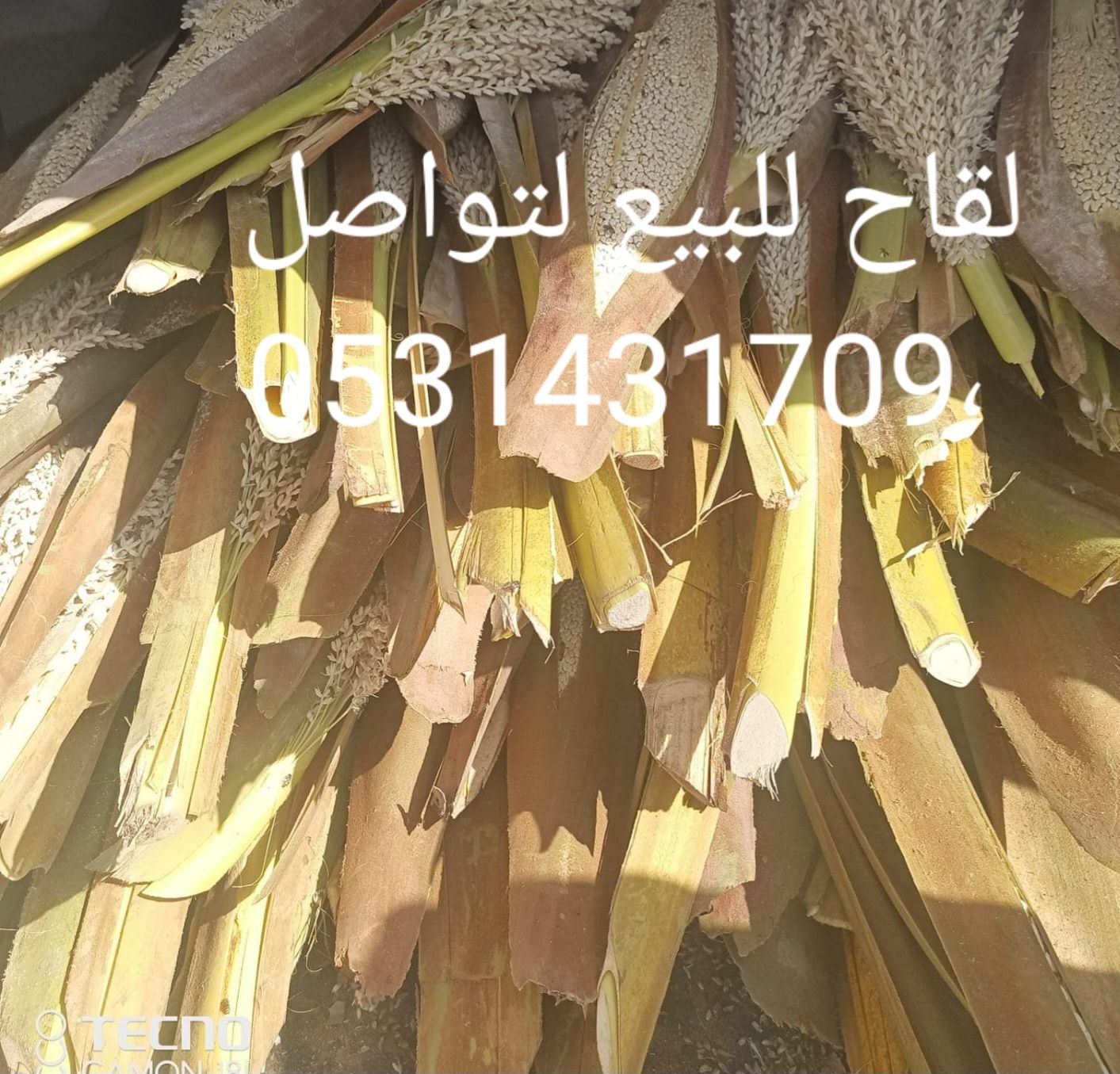 لقاح نخل للبيع مع التوصيل