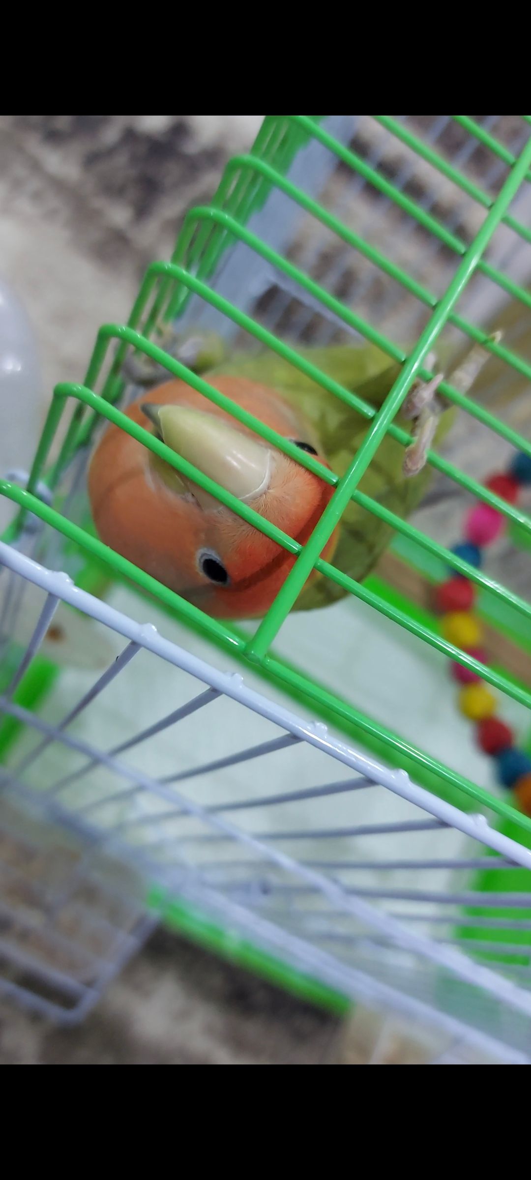 زوج روز منتج