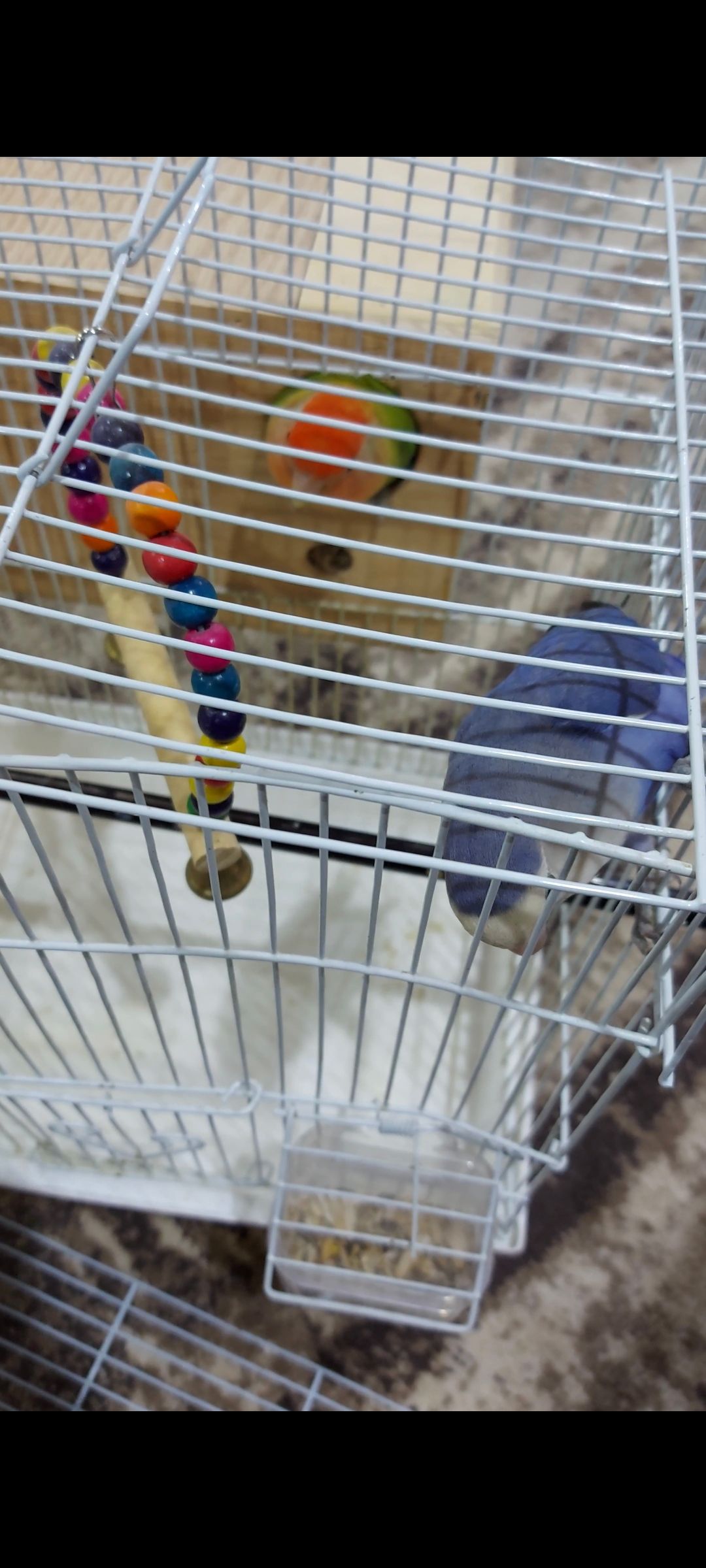 زوج روز منتج