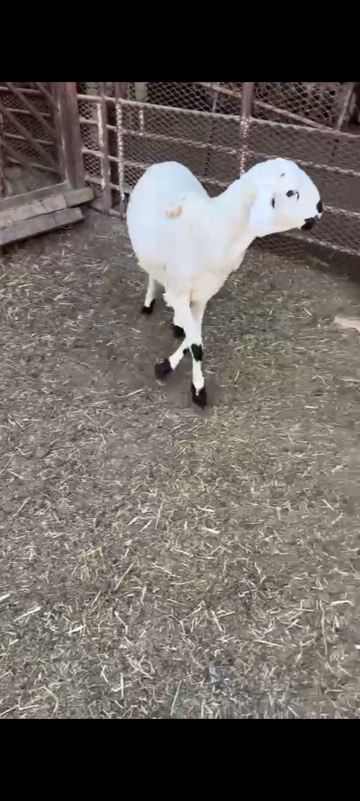 هرفي سوكني مرابي فل لحم وشحم الرياض اذبح وتوصيل مج