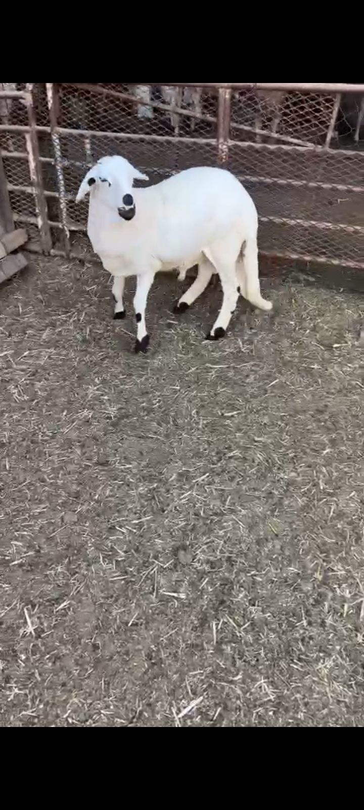 هرفي سوكني مرابي فل لحم وشحم الرياض اذبح وتوصيل مج