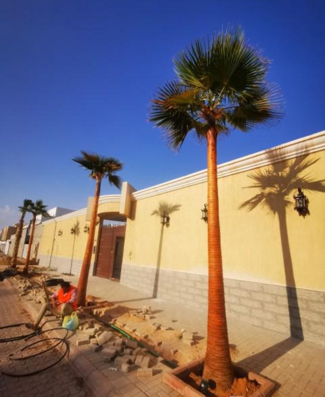 نخيل واشنطونيا أمريكي زينه لتواصل 0530266042