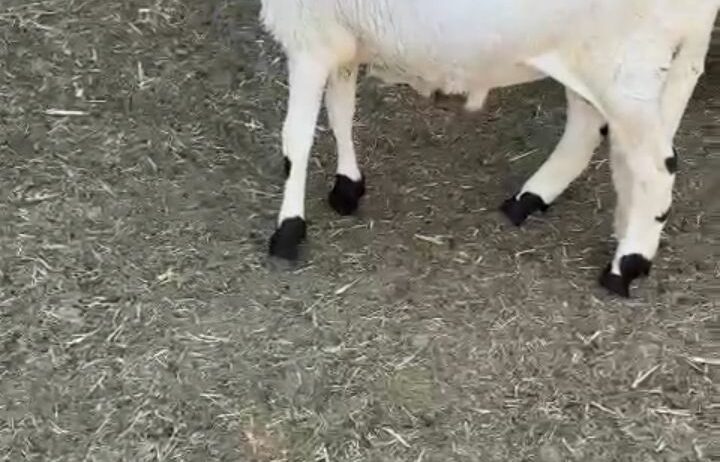 هرفي سوكني مرابي فل لحم وشحم الرياض اذبح وتوصيل مج