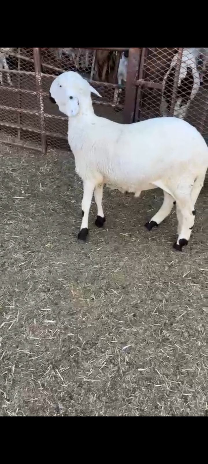 هرفي سوكني مرابي فل لحم وشحم الرياض اذبح وتوصيل مج