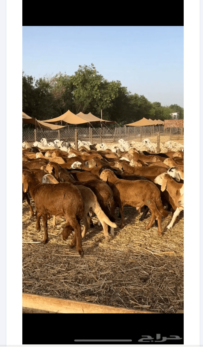 السعوديه جميع المناطق